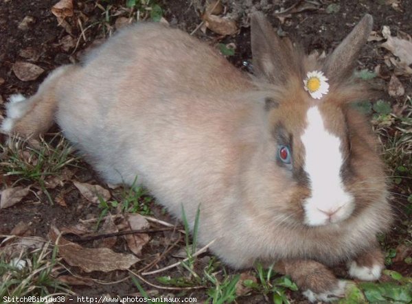 Photo de Lapin