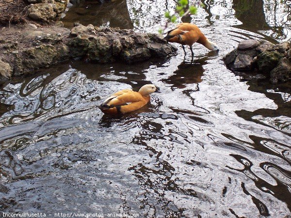 Photo de Canard