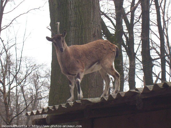 Photo de Chvre