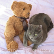 Photo de Chartreux