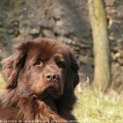 Photo de Chien de terre-neuve