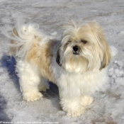 Photo de Shih tzu