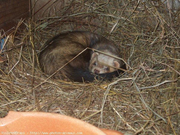 Photo de Furet