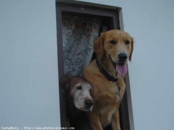 Photo de Golden retriever