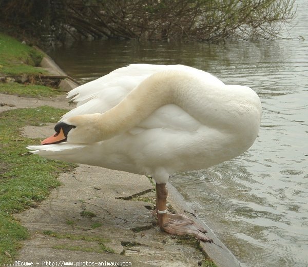 Photo de Cygne