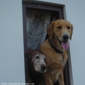 Photo de Golden retriever