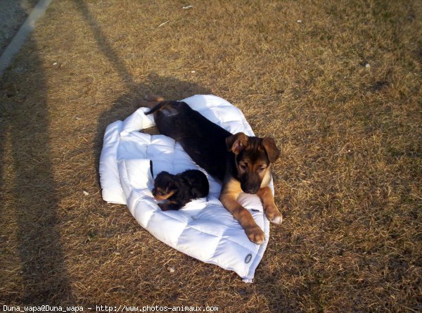 Photo de Yorkshire terrier