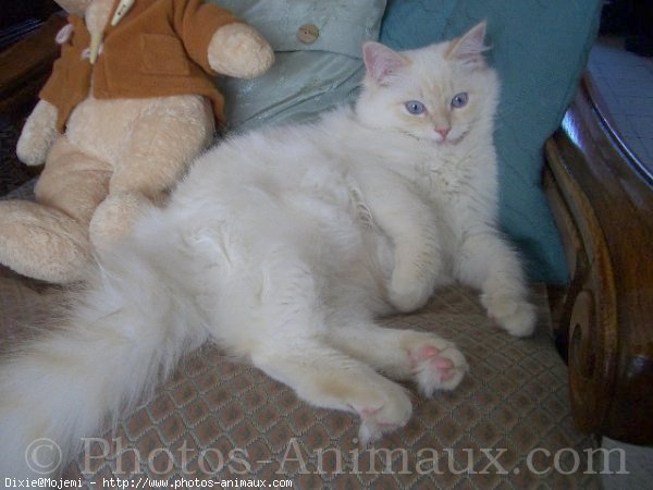 Photo de Ragdoll