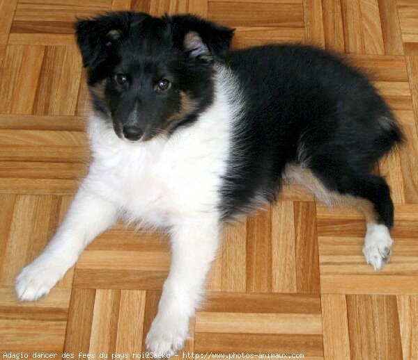 Photo de Chien de berger des shetland