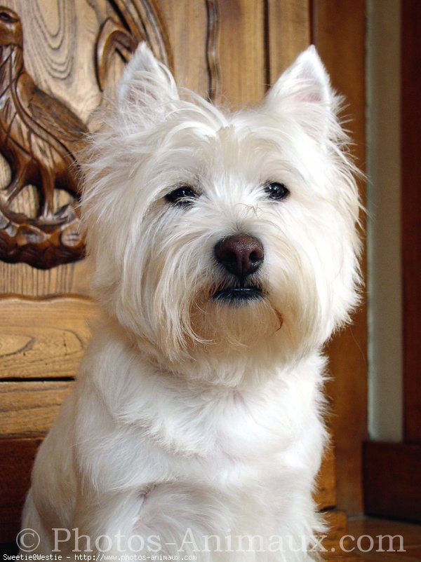 Photo de West highland white terrier