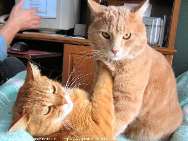 Photo de Chat domestique