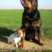 Photo de Rottweiler