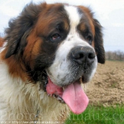 Photo de Saint-bernard poil long