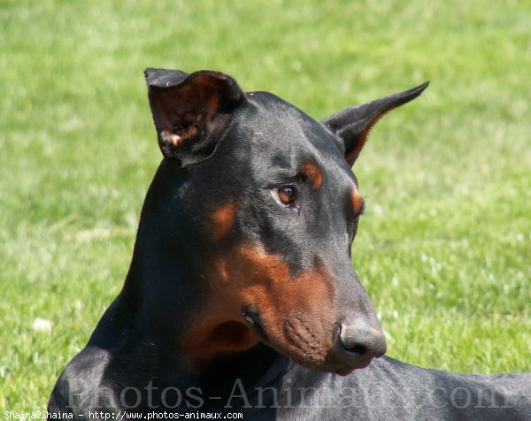 Photo de Dobermann