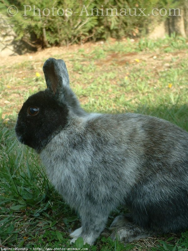 Photo de Lapin