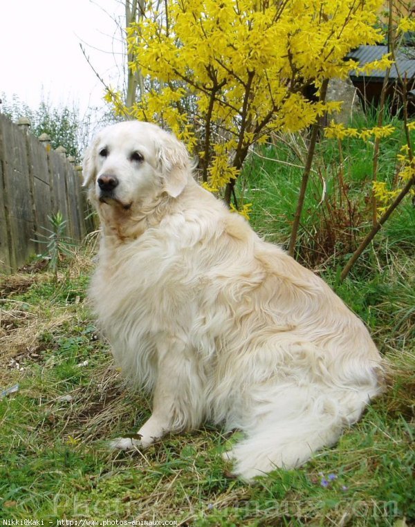 Photo de Golden retriever