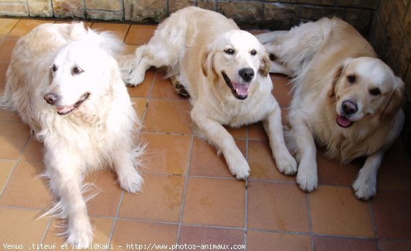 Photo de Golden retriever