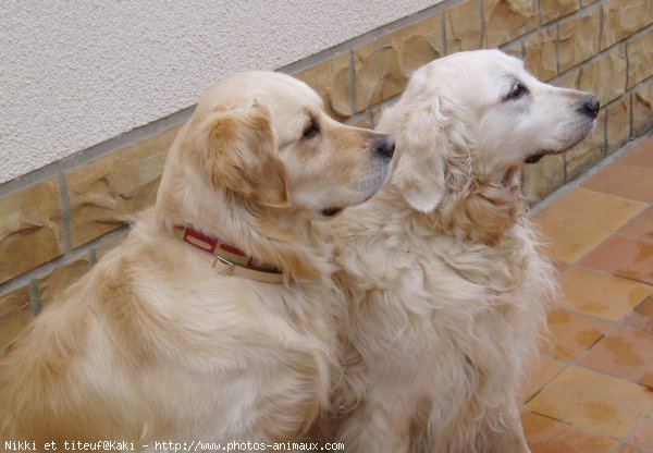 Photo de Golden retriever