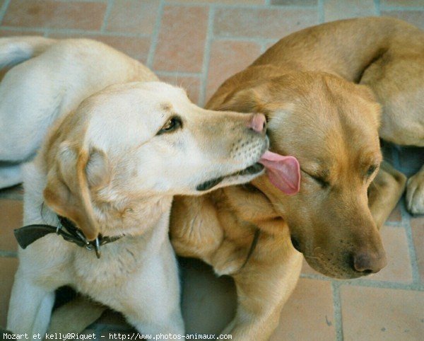 Photo de Golden retriever