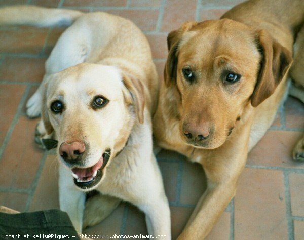 Photo de Golden retriever