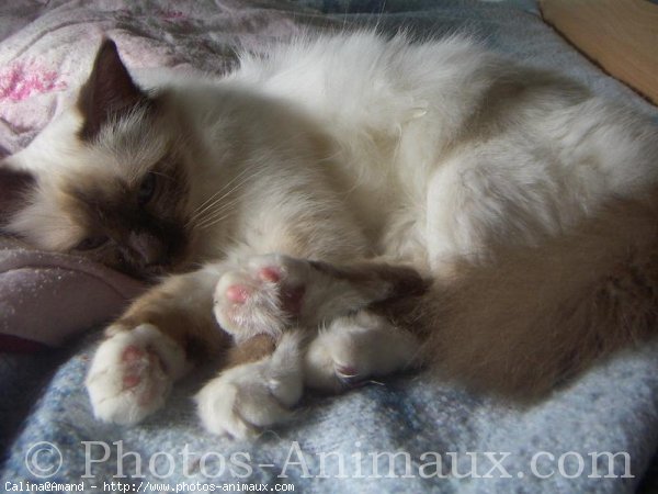 Photo de Sacr de birmanie