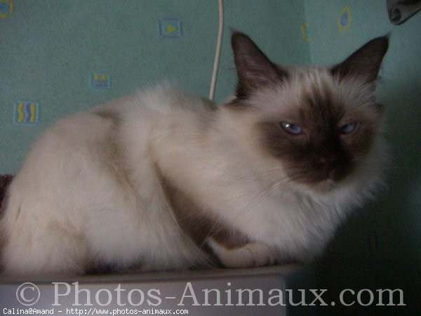 Photo de Sacr de birmanie