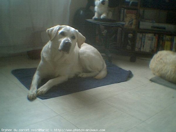 Photo de Labrador retriever