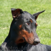 Photo de Dobermann