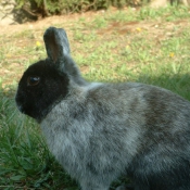 Photo de Lapin