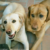 Photo de Golden retriever