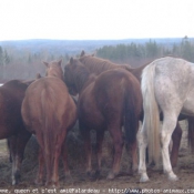 Photo de Quarter horse