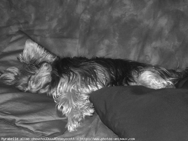 Photo de Yorkshire terrier