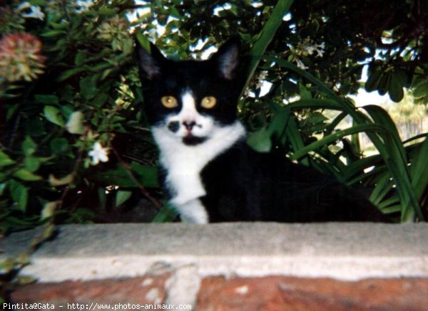 Photo de Chat domestique