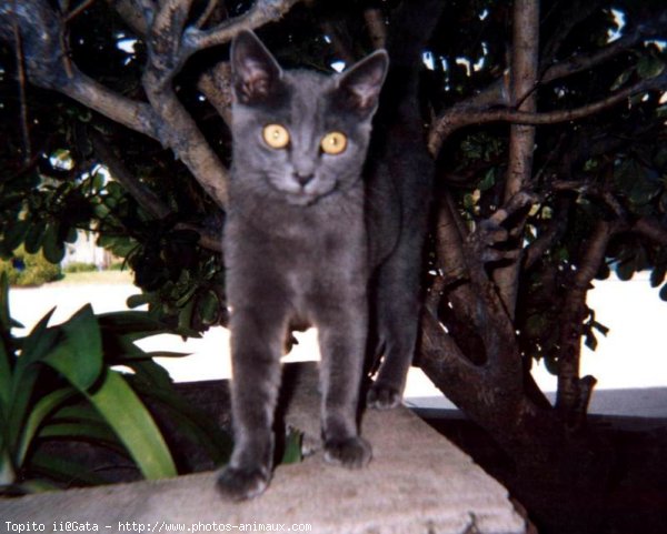 Photo de Chat domestique