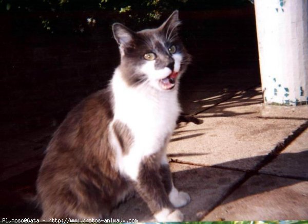 Photo de Chat domestique