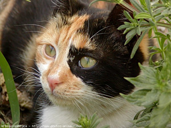 Photo de Chat domestique