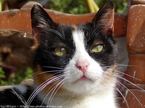 Photo de Chat domestique