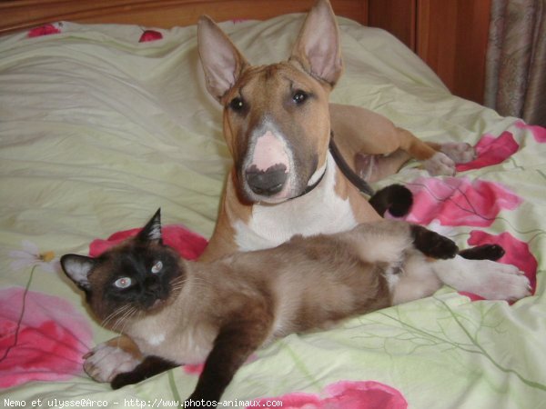 Photo de Bull terrier