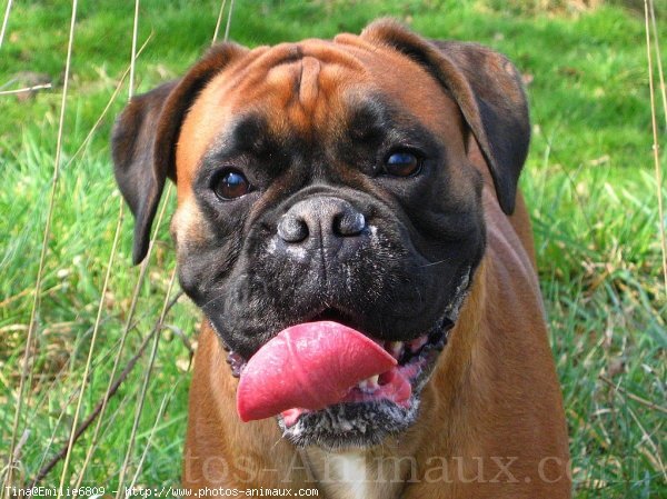 Photo de Boxer