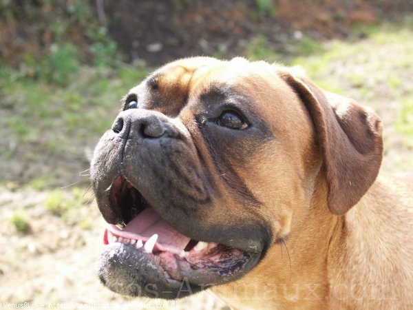 Photo de Boxer