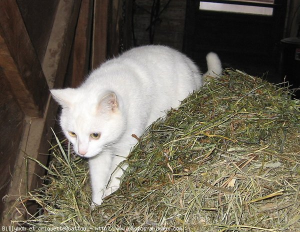 Photo de Chat domestique