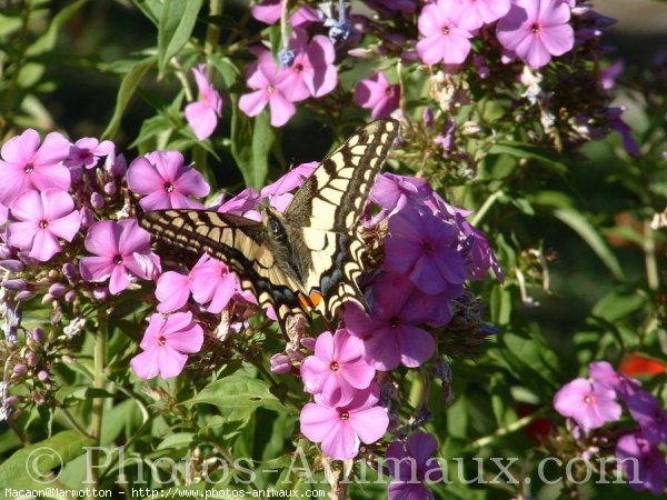 Photo de Papillon