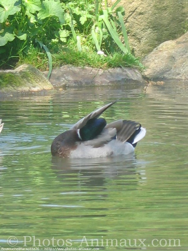 Photo de Canard