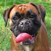 Photo de Boxer