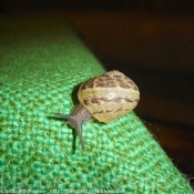 Photo d'Escargot