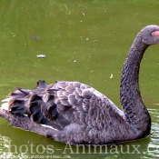 Photo de Cygne