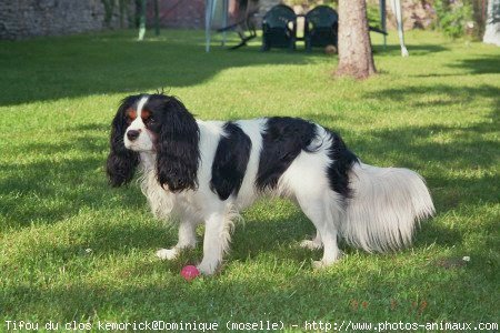 Photo de Cavalier king charles spaniel