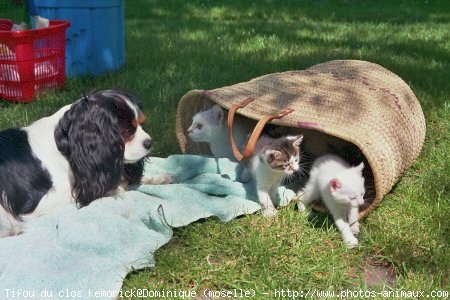 Photo de Cavalier king charles spaniel