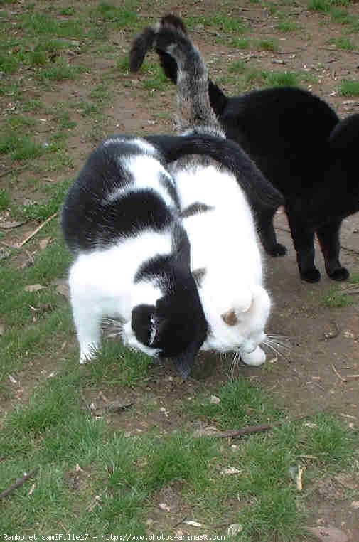 Photo de Chat domestique