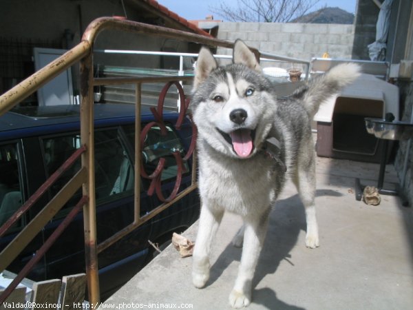 Photo de Husky siberien